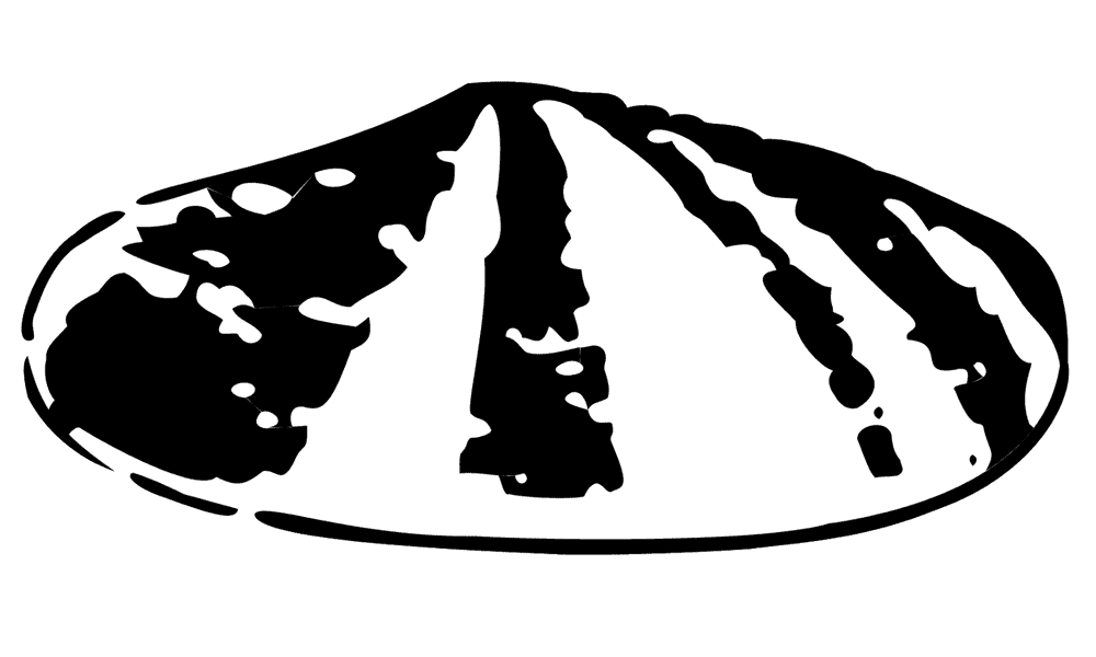 Original Shell Logo Design