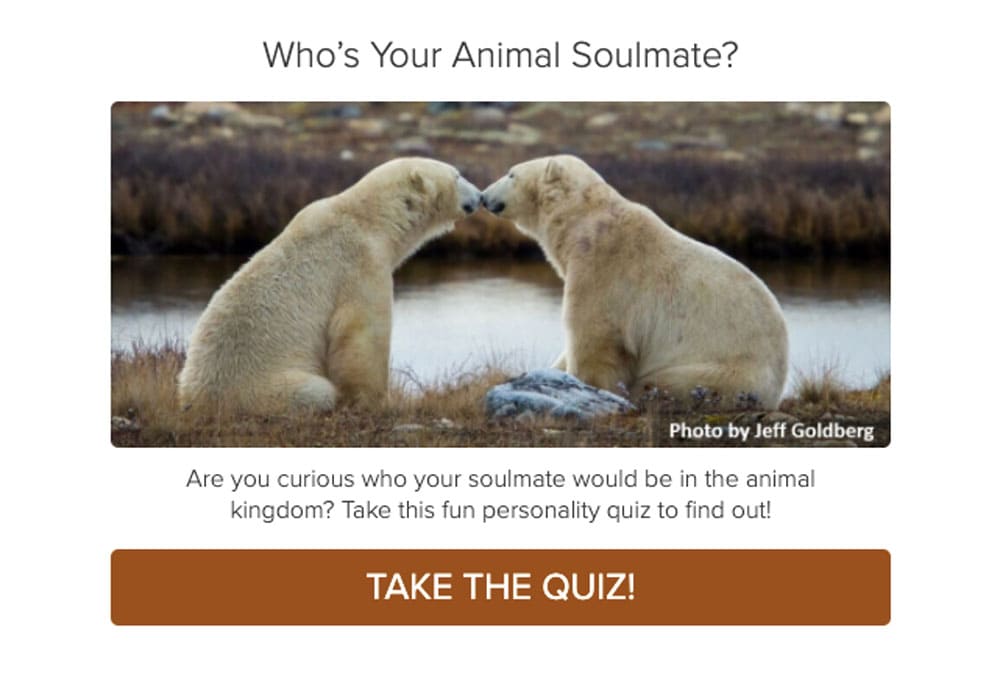 Animal Soulmate Quiz Example