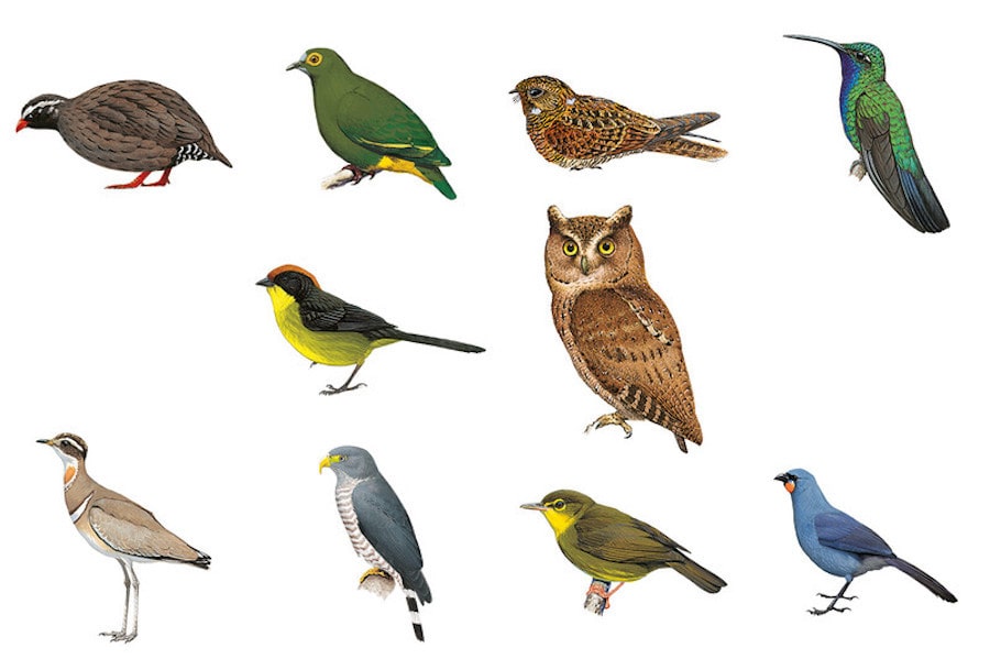 What Do Birds Symbolism Bird Symbol Logos