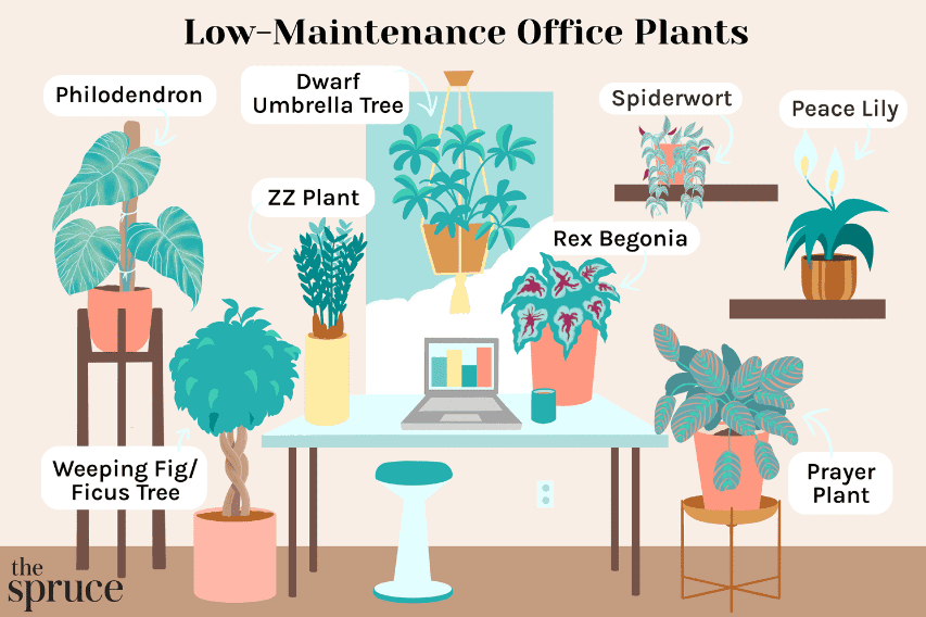 Low Maintenance Office Plants